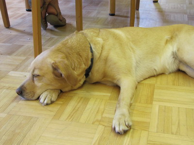 Datei:Müder Hund.jpg