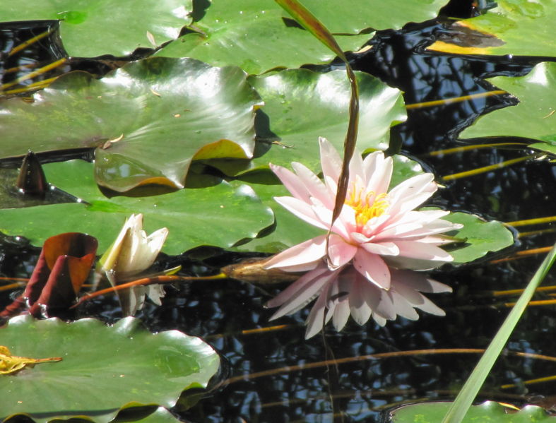 Datei:HKW Teich1.jpg