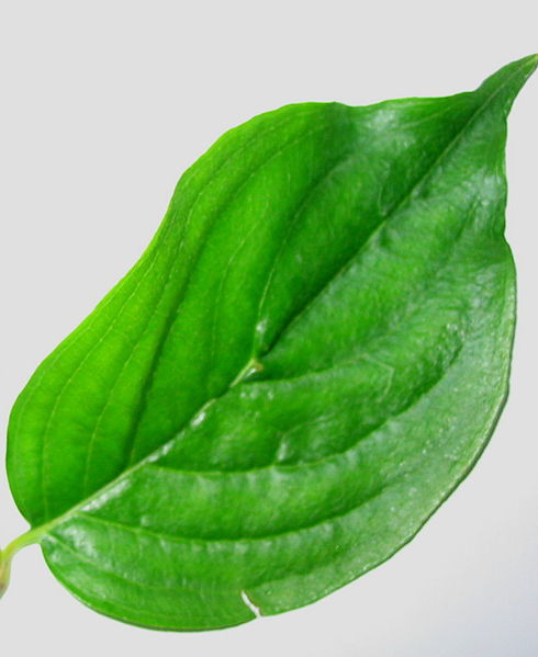 Datei:Dirndlblatt freigestellt.jpg