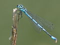 SG blaue Libelle.jpg