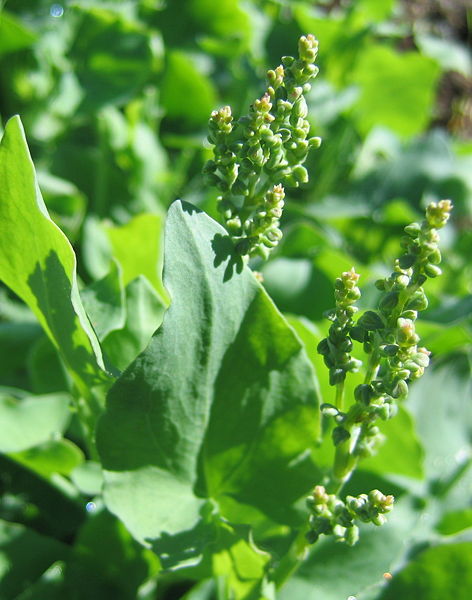 Datei:Schildampfer m Samestand.jpg