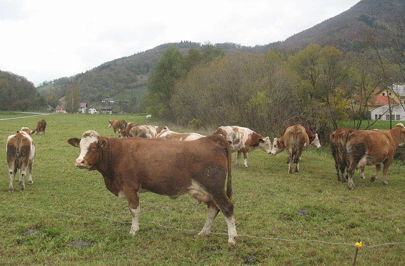Datei:Herbstweide mit Kühen.JPG