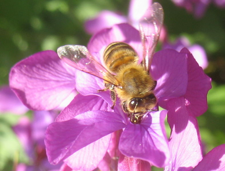 Datei:Biene auf Mondviole.jpg