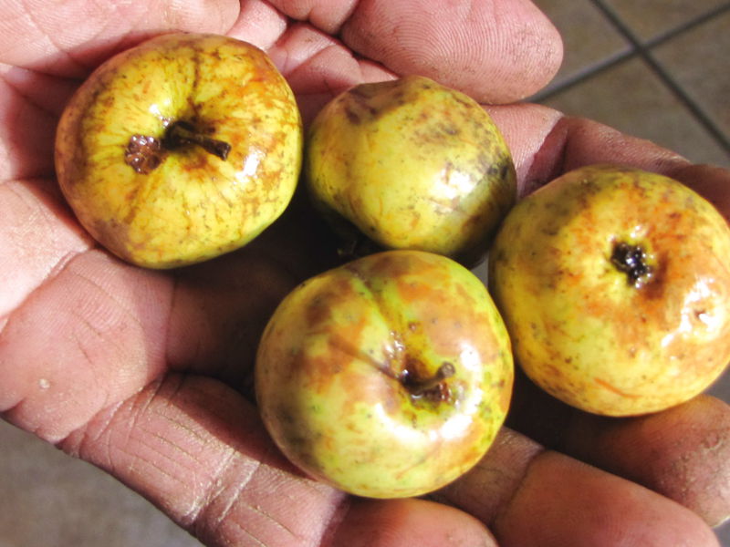 Datei:SG Holzäpflen Hand.jpg