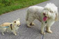 Fam Groß 2012 Hunde.jpg