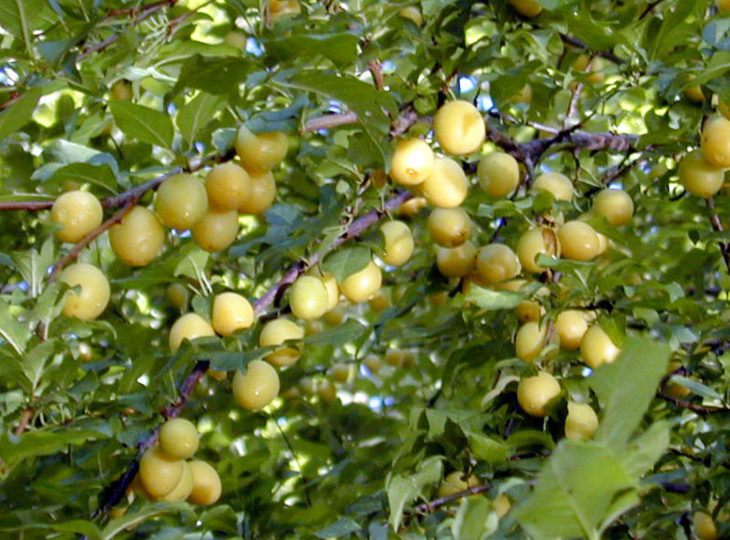 Datei:SG-Kirschpflaumen gelb.jpg