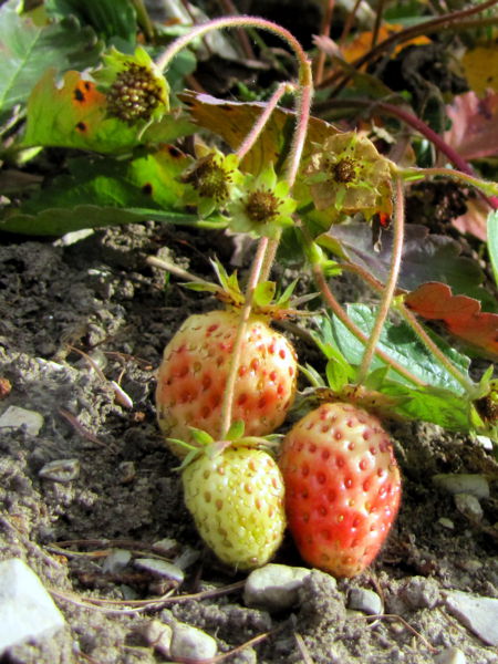 Datei:SG November Erdbeeren.jpg