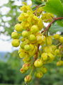 Berberitzenblüten.jpg
