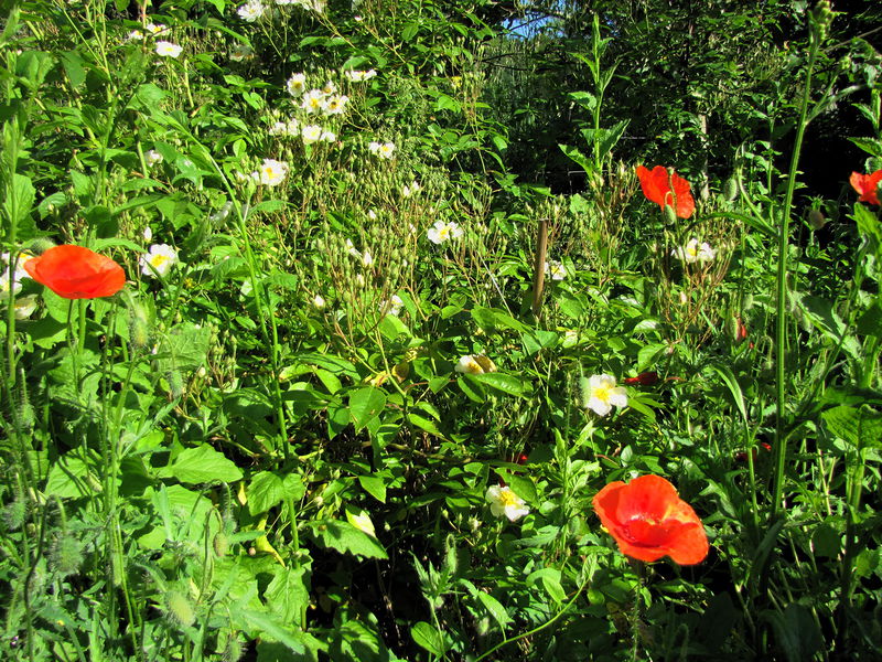 Datei:SG Biodiversität Gärten.jpg