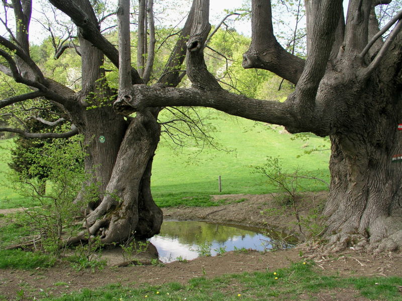 Datei:Bäernthaler Loakn Linden.jpg