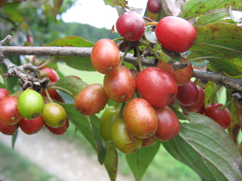 Datei:Dirndl halbreif 16.JPG