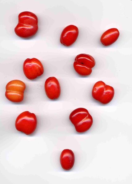 Datei:Dirndlfrüchte verwachsen1.jpg