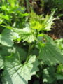 Knoblauchsrauke (Alliaria petiolata).jpg