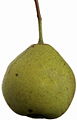 Speckbirne.jpg