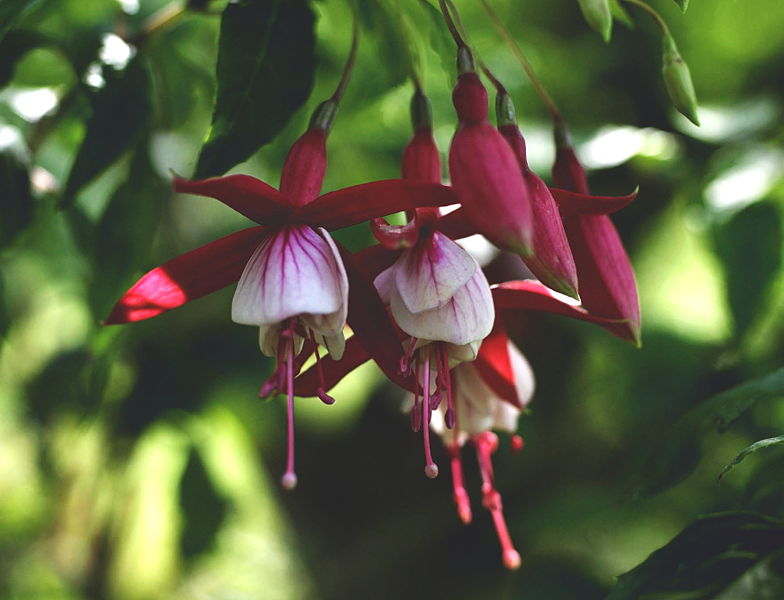 Datei:Fuchsie Leopold.jpg