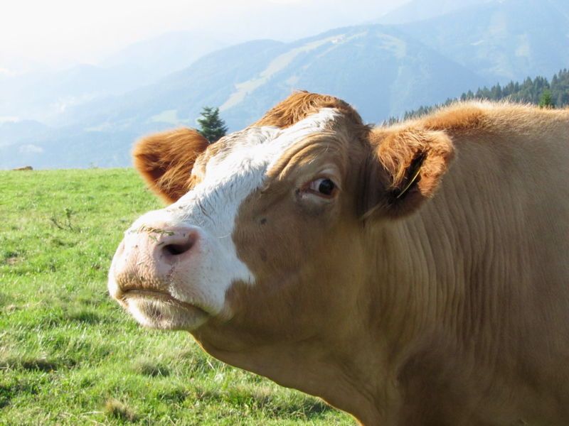 Datei:EST Fesche Traisentalerin.jpg