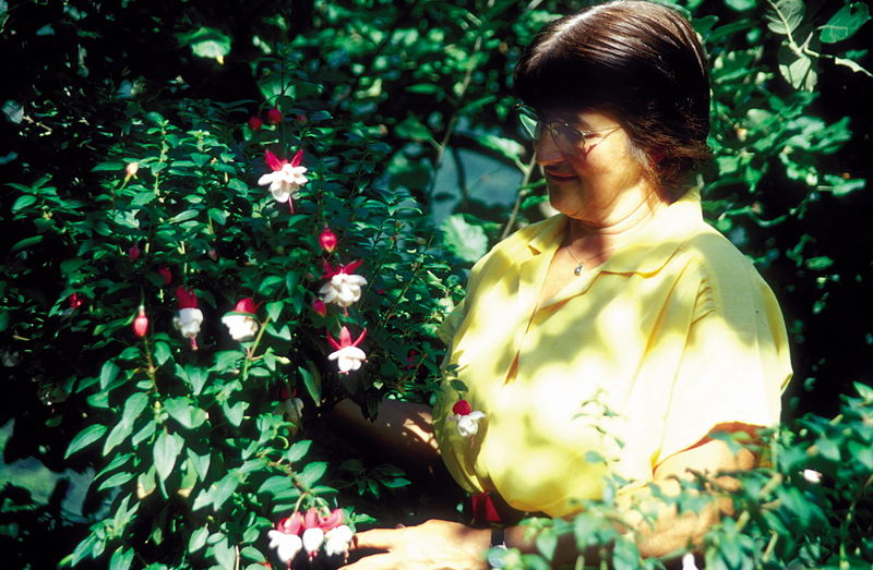 Datei:Fuchsien Vroni.jpg