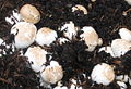 Champignon braun.jpg
