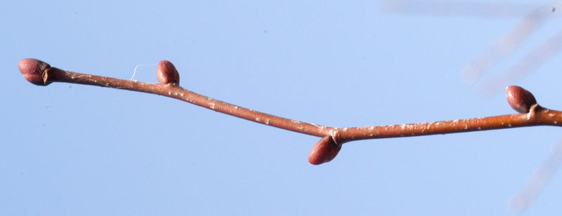 Datei:Tilia cordata 040331 01.jpg