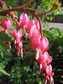 Dicentra spectabilis.jpg