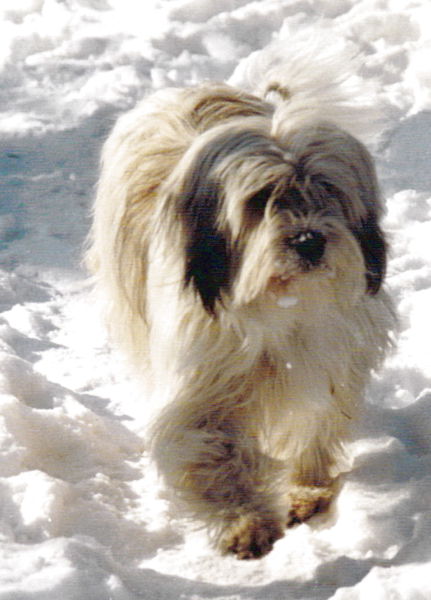 Datei:Lilo im Schnee.jpg