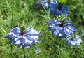 Schwarzkümmel Nigella Blüte.jpg