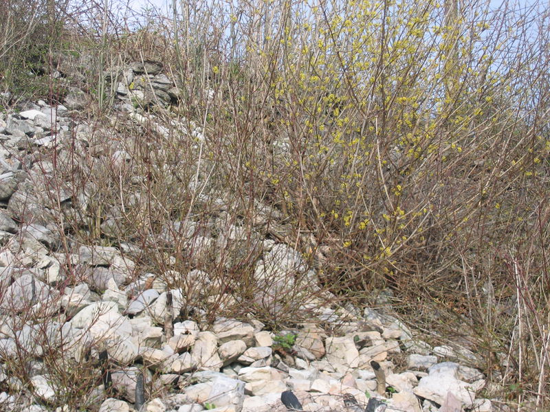 Datei:Dirndl in Steinhaufen Kbg7.JPG