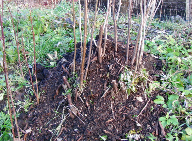 Datei:SG Herbst mulchen Ribisel8.jpg