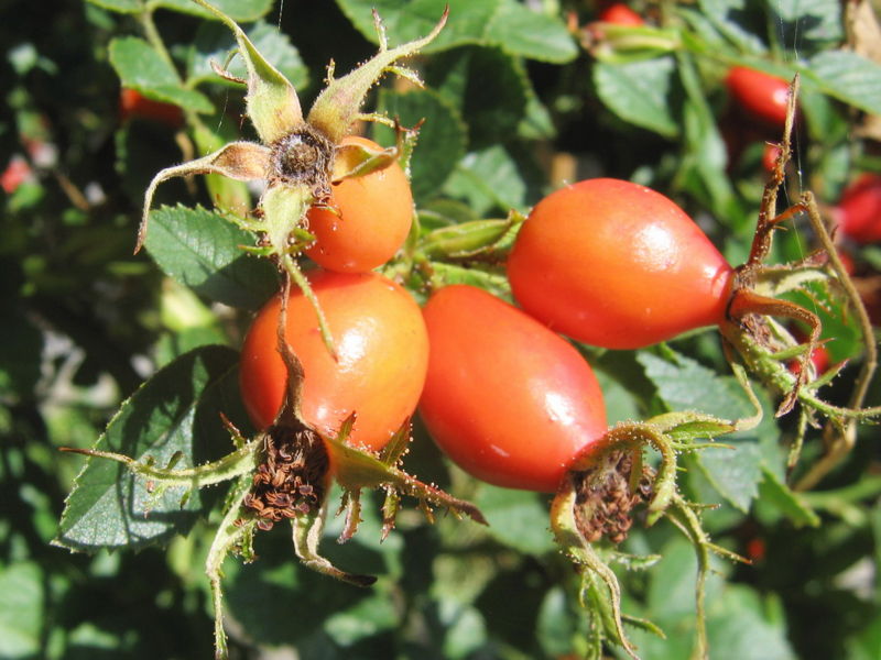 Datei:SG Hagebutten.jpg