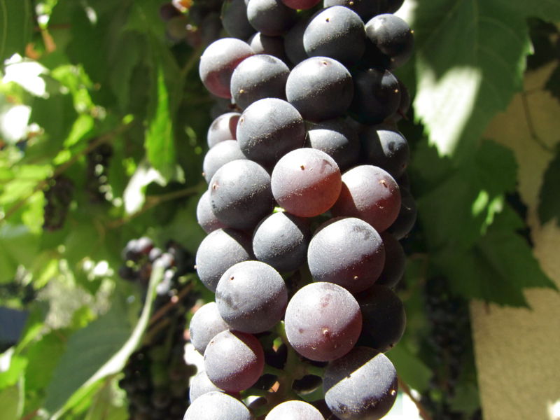 Datei:SH Weintrauben Rezeingang.jpg