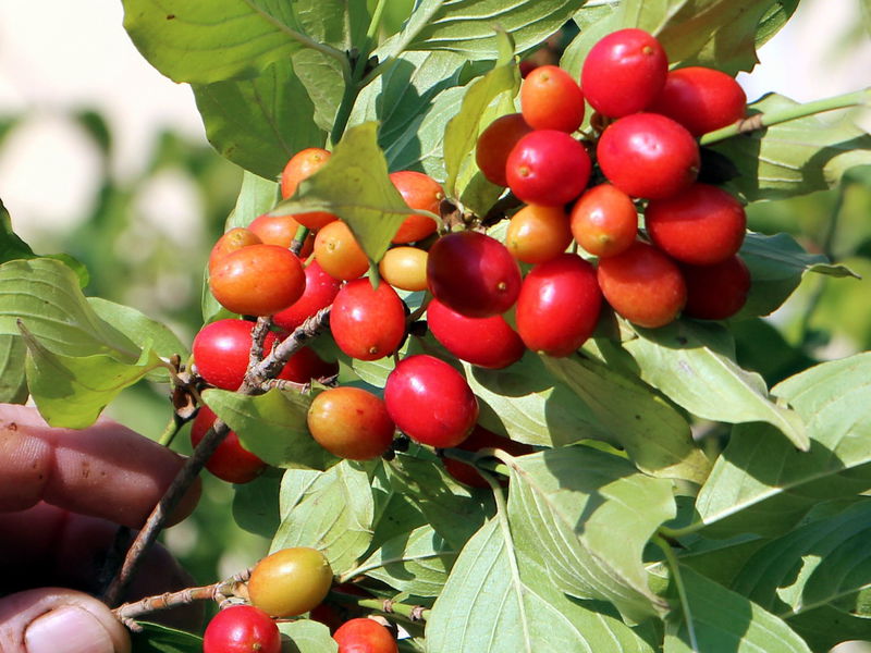 Datei:SG Dirndl fast reif.jpg