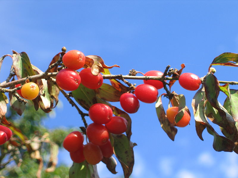 Datei:Dirnd reif Leindlgraben1.JPG