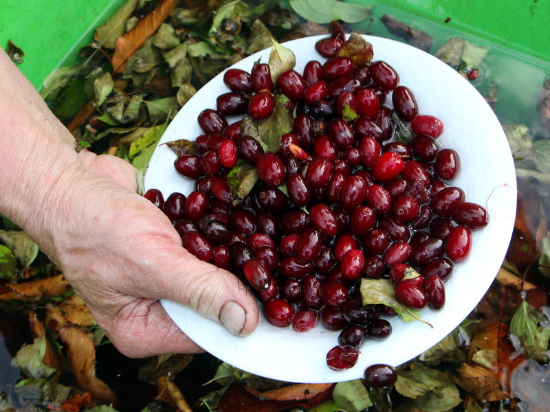 Datei:Dirndl Blättertrennung Wasser.JPG