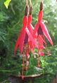 SG Hängende Fuchsien.jpg