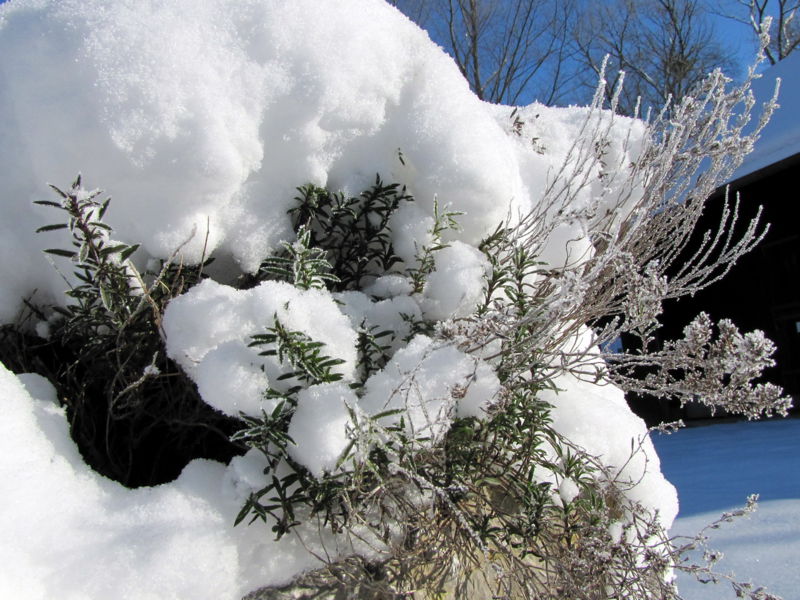 Datei:SG Würzkräuter Winter.jpg