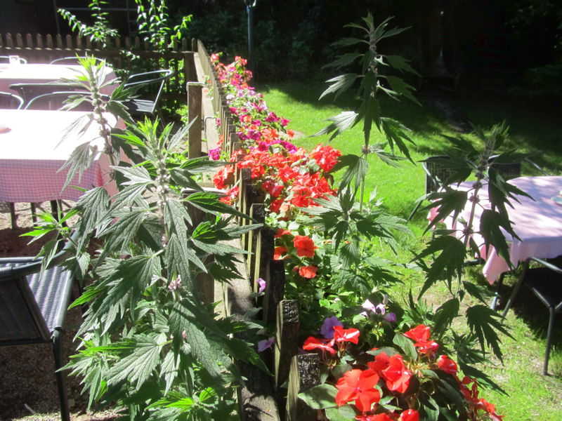 Datei:SH -Terrasse Blumen .jpg