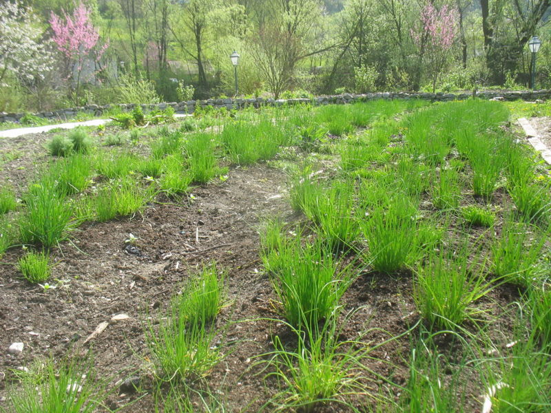 Datei:SG- Schnittlauchbeet.jpg