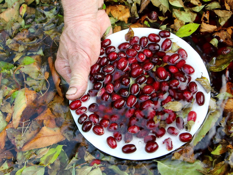 Datei:Dirndl Blättertrennung Wasser2.JPG