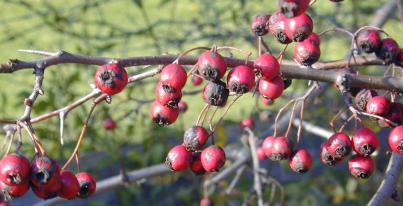 Datei:Weißdornfrüchte.jpg
