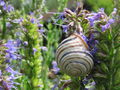 SG PG Naturgarten Häuselschnecke.jpg