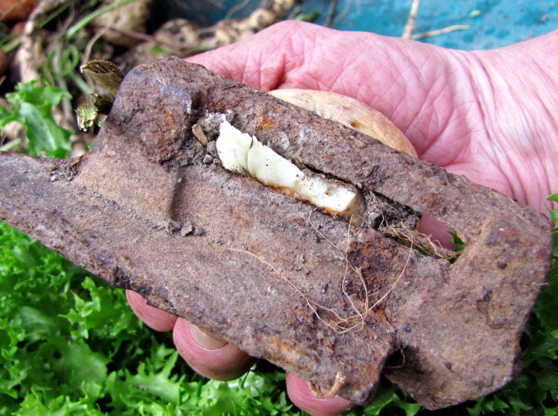 Datei:SG Naturwunder Pastinak.jpg