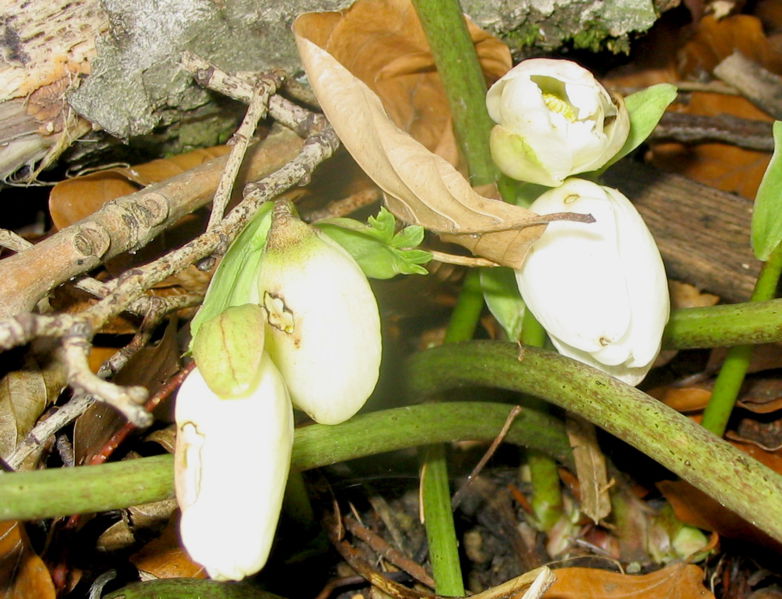 Datei:Schneerosen klein.jpg