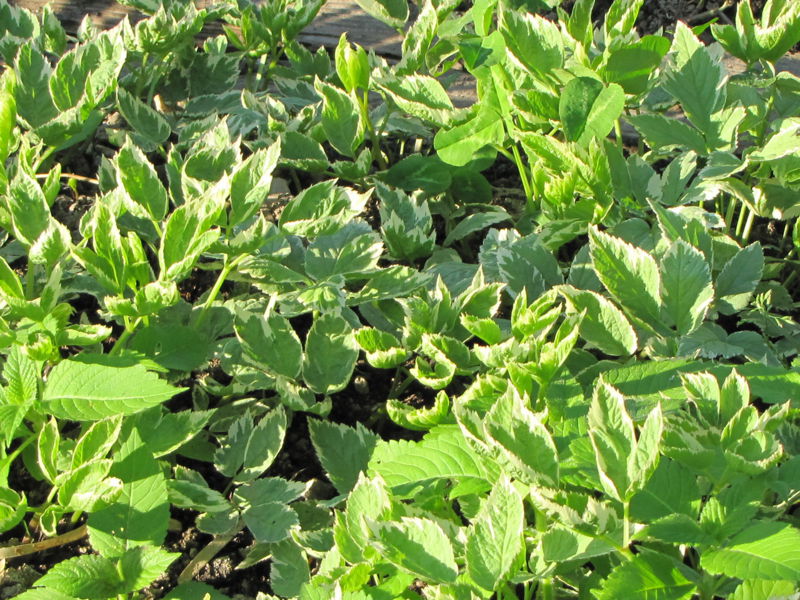 Datei:SG Bandagierter Giersch.jpg