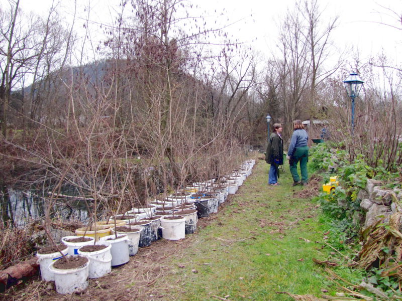 Datei:SG Dirndl Parade.jpg