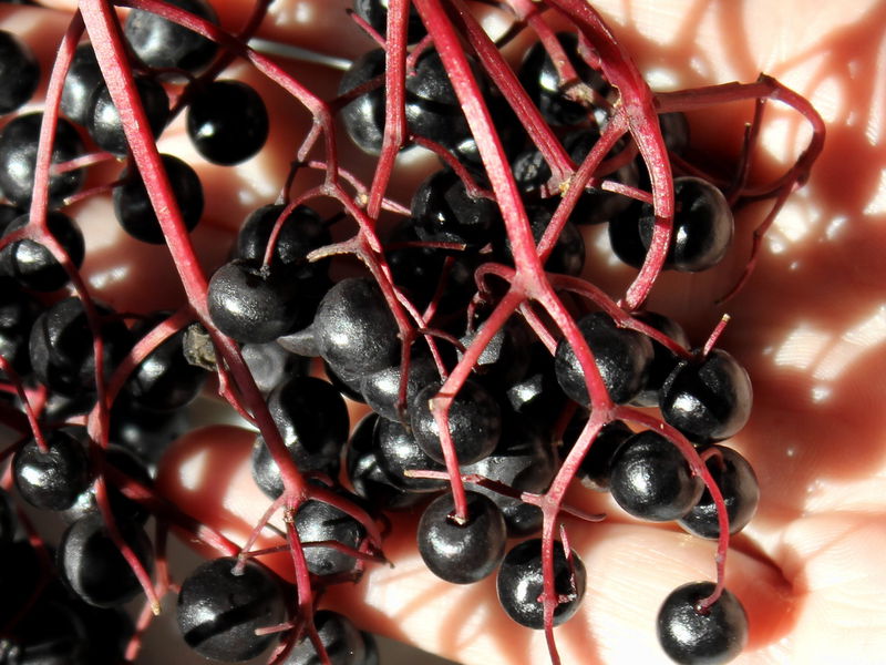 Datei:SG Hollerstraube3.jpg