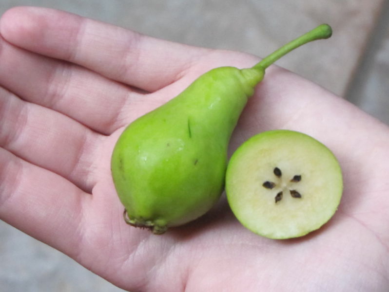 Datei:SG Nagawitz Birne.jpg