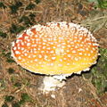 Fliegenpilz.jpg