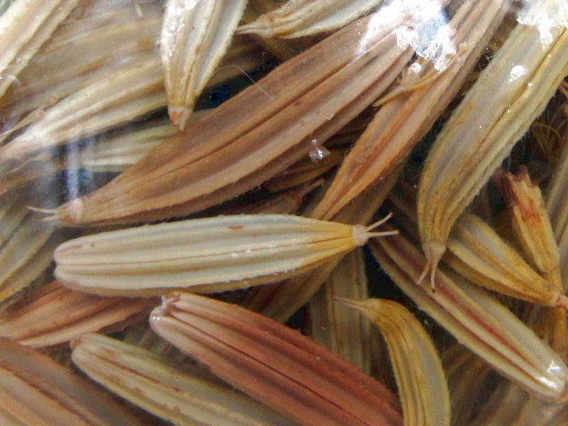 Datei:SK-Eingelegte Süßdoldensamen.jpg