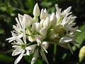 Bärlauchblüte87.jpg