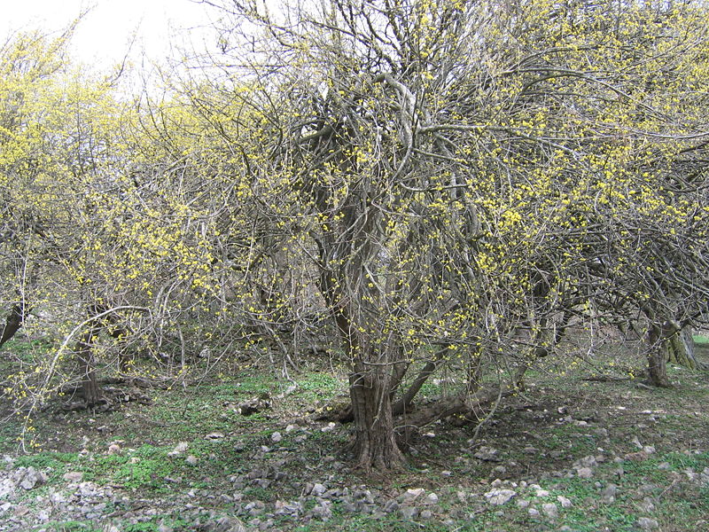 Datei:Dirndlbaum alt9.JPG